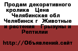 Продам декоративного кролика › Цена ­ 2 500 - Челябинская обл., Челябинск г. Животные и растения » Грызуны и Рептилии   